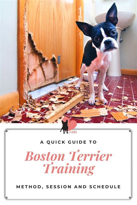 Boston Terrier Training Method, Session and Schedule | Boston terrier dog, Boston terrier, Terrier