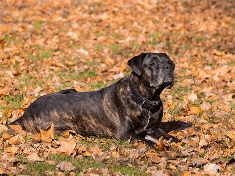 Cane Corso Colors - Blue Cane Corso Myth Busted | PawLeaks