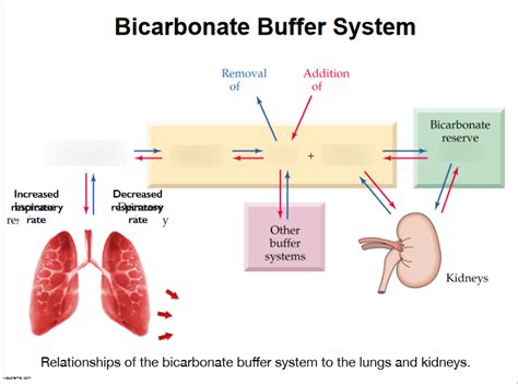 Bicarbonate Buffer system Diagram | Quizlet