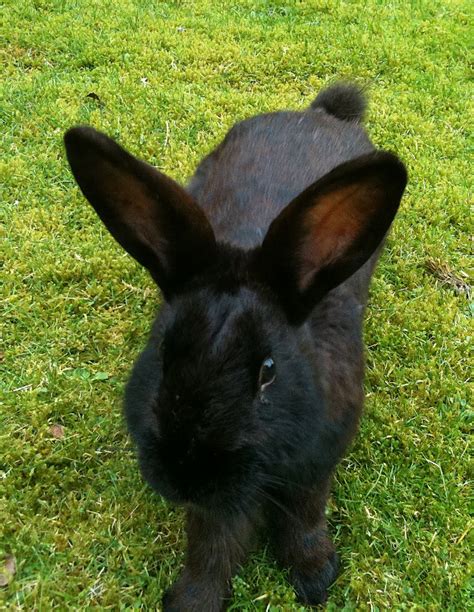 Penny's Hot Birding and Life!: Black Rabbit at work!