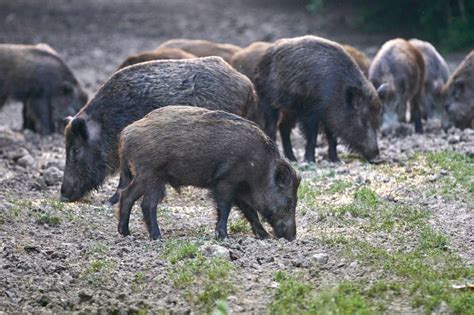 What Is A Razorback Hog - Besides a Mascot? - Somewhere In Arkansas