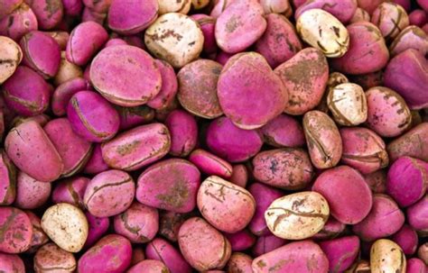 POTENTIAL HEALTH BENEFIT OF KOLA NUT - Health GadgetsNG