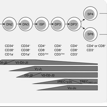 Overview of human T cell development. Different stages of T cell... | Download Scientific Diagram