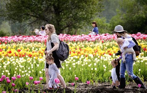 CANADA-ABBOTSFORD-TULIP FESTIVAL