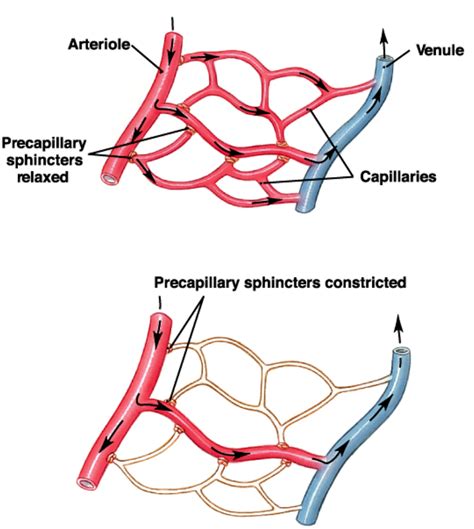 35. Circulation through the capillaries – greek.doctor