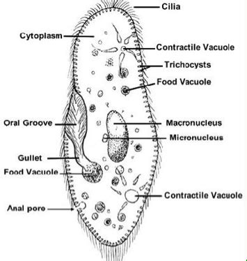 Protista - Grade 11 Biology Study Guide