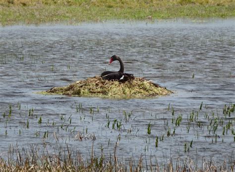 Photo of the week - Black Swan nesting - Nature Glenelg Trust