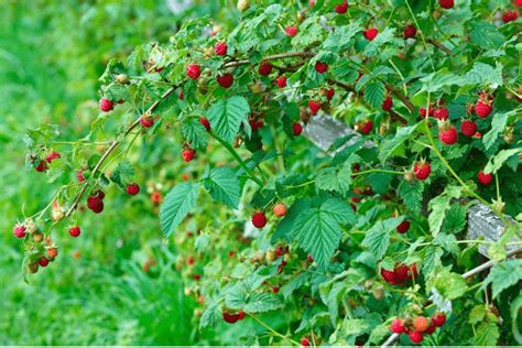 The Best Varieties of Raspberry Plants For Sale – Veggiesecret