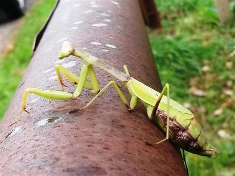 One-eared Monster? The Praying Mantis – Fairfield County Park District