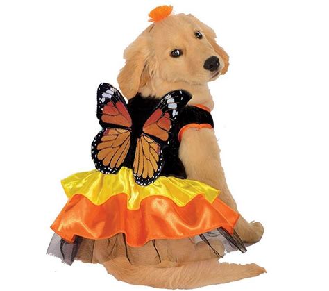 Monarch Butterfly Pet Costume - ILoveDogsAndPuppies