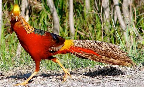 Golden Pheasant - Scottish Country Dance of the Day