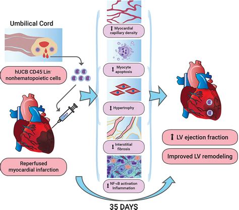 Cord Blood Vs Stem Cells - Umbilical Cord Stem Cells Current Uses ...