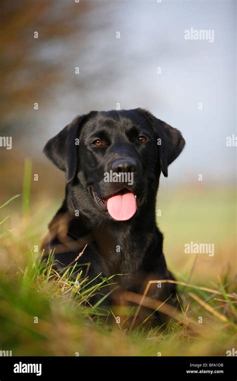 One year old black labrador hi-res stock photography and images - Alamy