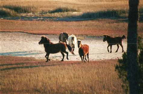 Little Horse Island - South Carolina, United States - Private Islands for Sale