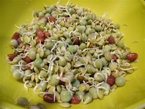 A (soy) Bean: Chilled Indian Sprout Salad