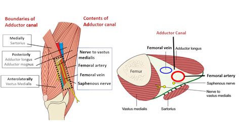 Adductor Canal