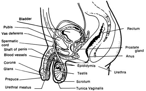 Male Reproductive System Archives - Graph Diagram