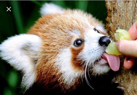 There is a baby panda eating... In case you have a shitty day. : r/redpandas