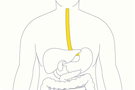 Esophagus: Location, Function, and Associated Diseases