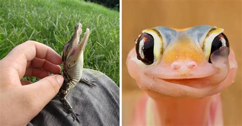 Reptiles Can Be Cute Too (16+ Photos) | Bored Panda