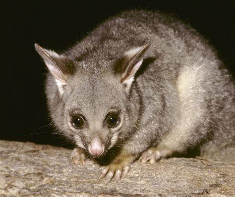 Catch and release possums | NSW Environment and Heritage