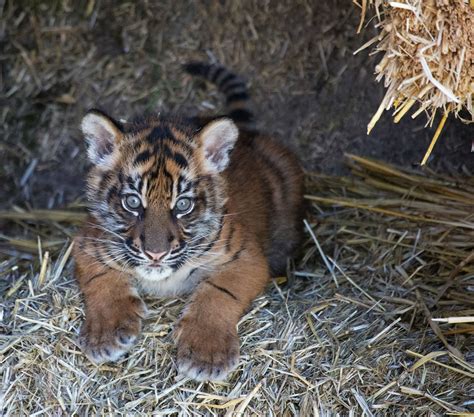 Tigon Cubs Baby Animal Zoo