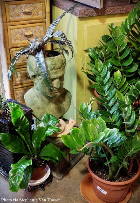 The Indoor Garden - What's hot for 2016? - Flock South