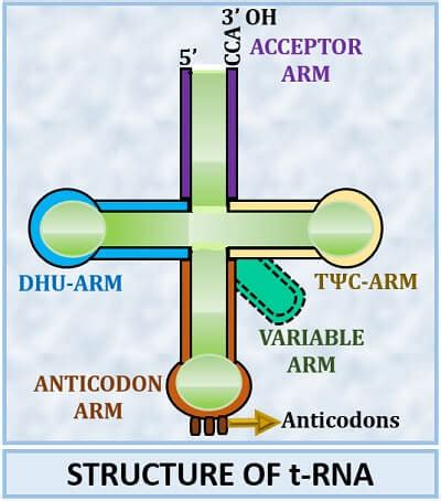 What is Transfer RNA? Definition, Characteristics, Structure & Role - Biology Reader