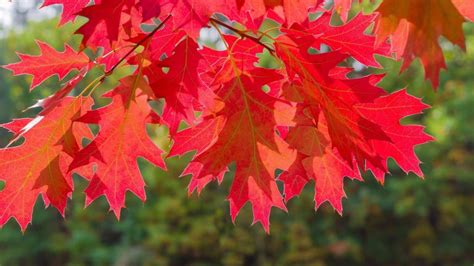 10 Drought-Tolerant Trees That Will Throw Shade - Arbor Day Blog