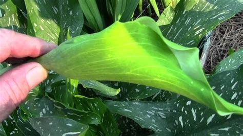 CALLA LILY PROPAGATION FROM SEED 6-28-12 | Calla lily, Growing lilies ...