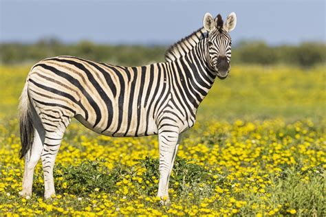 Did you know that zebras' stripes are as unique as fingerprints? Learn ...