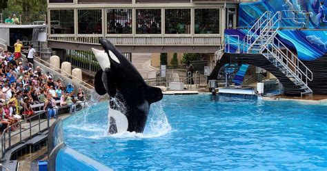 SeaWorld Ending Its Old Orca Show ... And Starting A New One - The Dodo