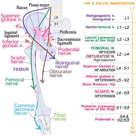 Gross Anatomy Glossary: Lumbosacral Plexus | ditki medical & biological sciences