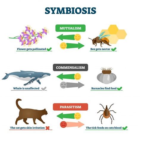 Premium Vector | Symbiosis illustration | Mutualism, Biology facts, Teaching biology