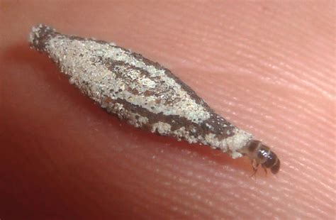 species identification - Probably a moth larvae but better to confirm - Biology Stack Exchange