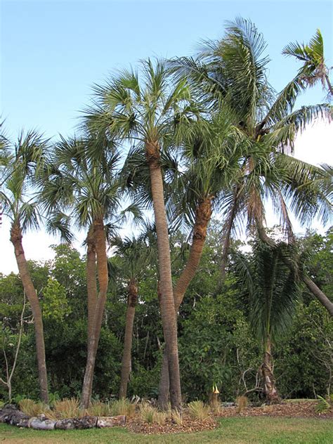 Sabal Palmetto Palm Tree – Kens-Nursery