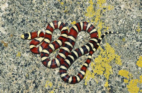 Arizona Mountain Kingsnake Photograph by Karl H. Switak - Pixels