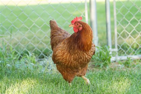 Red Star Chickens: Size, Egg Laying, Facts… - Chicken & Chicks Info