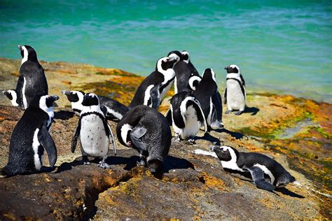 Where do African Penguins Live? - Penguins Blog