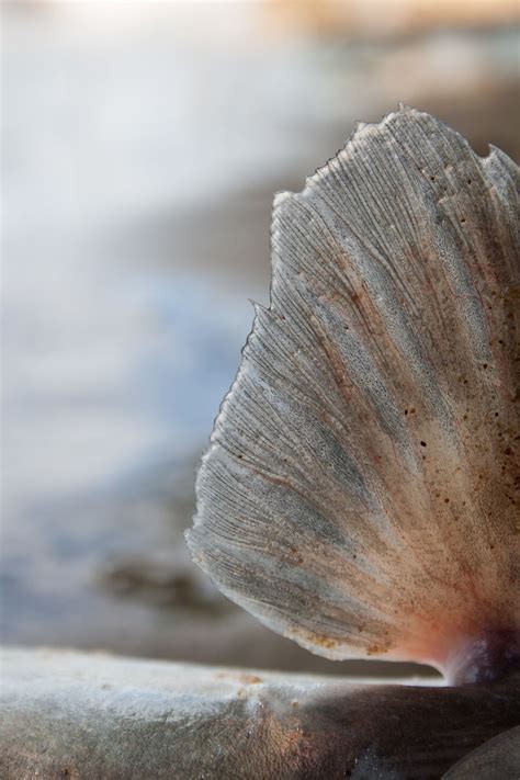 Fish fin, a closer look into the anatomy of this animal. | Smithsonian Photo Contest ...