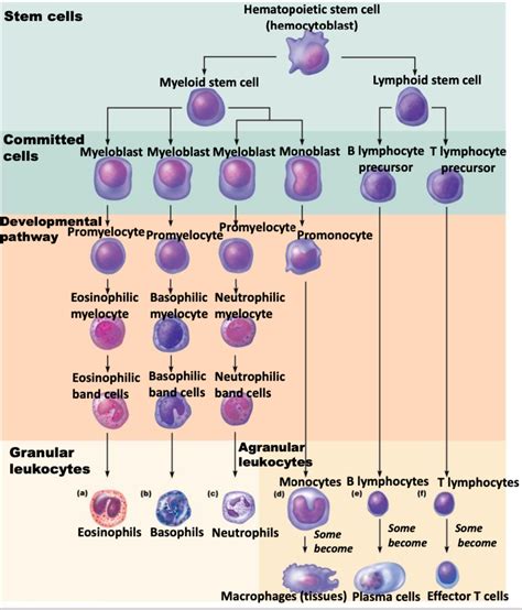 Leukopoiesis Diagram | Quizlet