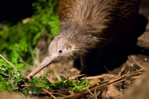 Bird beak extra sense evolved more than 70 million years ago | New ...