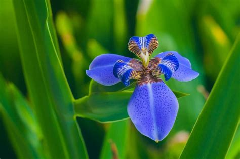 The Enchanting Iris: A Complete Guide to its Meaning & Magic - Petal ...