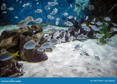 Shoal of Fish on the Coral Reef Stock Photo - Image of blue, gravel ...