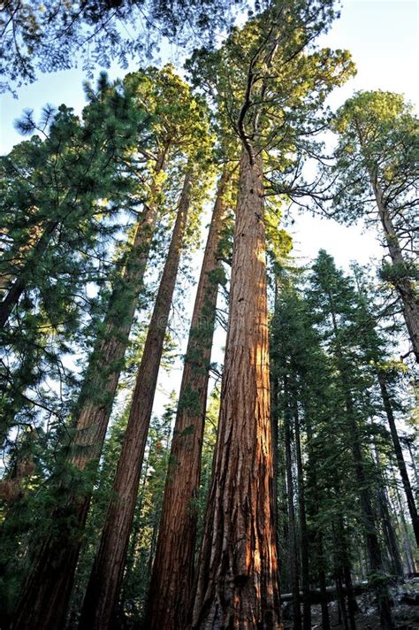 Giant Sequoia Trees - Yosemite National Park Royalty Free Stock Photography - Image: 21203457