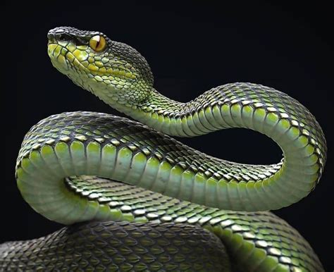 #Snake in 2024 | Snake, Pet snake, Snake images