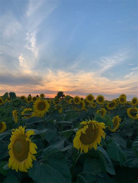 Sunflower Season | Sunflower season, Plants, Outdoor