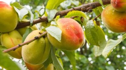 Peach Tree Growth Stages: How Fast Do Peach Trees Grow?