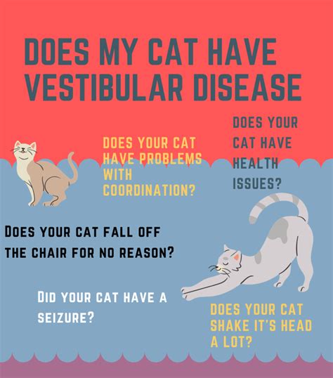 Symptoms and Treatment for Vestibular Disease in Cats - HubPages