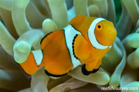 Amphiprion percula - Eastern Clown Anemonefish | ReefLifeSurvey.com